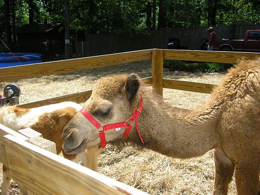 A camel